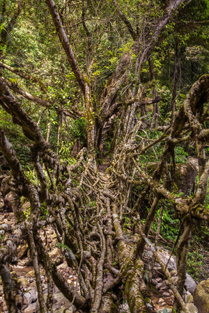 Living roots bridge near Nongriat village, Cherrapunjee, Meghalaya, India. This bridge is formed by training tree roots over years to knit together.の写真素材