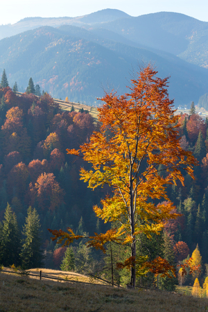 Beautiful colorful tree with a backlight. Autumn landscape in Carpathian mountains, Ukraine.の写真素材
