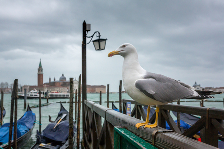 Seagull close-up with San Giorgio Maggiore church and gondolas at background, Venice, Italy.の写真素材