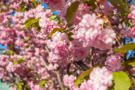 Bright pink cherry blossom flowers.の写真素材