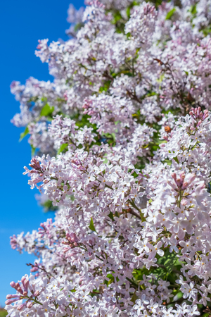 Lilac flowers blossom flowers in spring gardenの写真素材