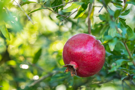 Ripe pomegranate fruit on a tree branchの写真素材