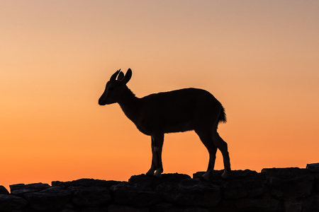 Silhouette of a young  female goat on a rockの写真素材