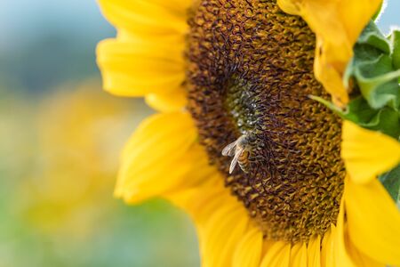 Bee collects nectar from a sunflower flowerの写真素材