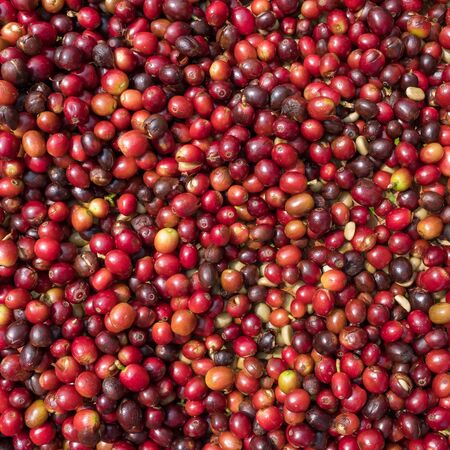 Close up of red berries coffee beans Close up of red berries coffee beans