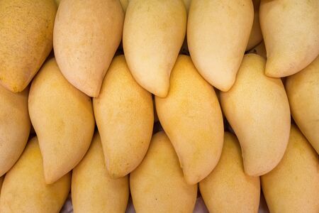 Pile of fresh yellow ripped Thai mango names Mamuang Kaew displayed on fruits stall shopの写真素材