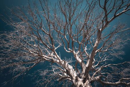 Old dry tree at dramatic dark blue sky backgroundの写真素材