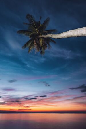 Palm trees and sunset sky background
