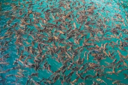 Big group of Red tail carp at Khao Sok National Parkの写真素材