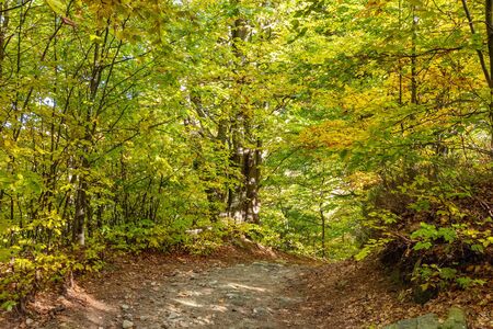 Autumn forest beech trees landscapeの写真素材