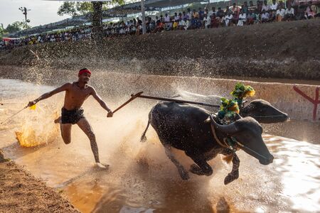 Kambala buffalo race at paddy fields in Karnataka state, Indiaのeditorial素材