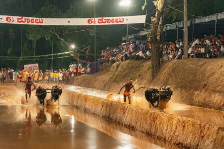 Kambala buffalo race at paddy fields in Karnataka state, Indiaのeditorial素材