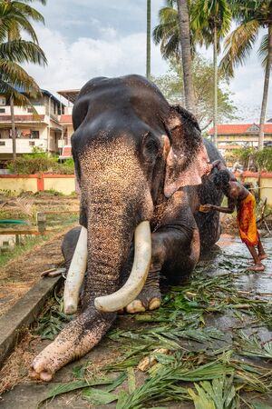 Unidentified man washing temple elephant, Cochin, Kerala, Indiaのeditorial素材