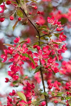 Red crab apple flowers on an apple tree close up in spirngの写真素材