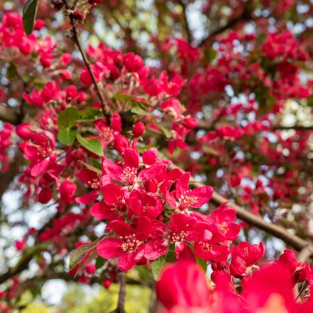 Red crab apple flowers on an apple tree close up in spirngの写真素材