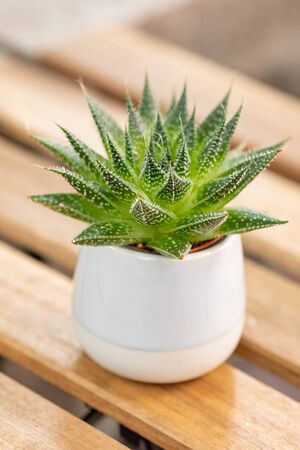 Green succulent plant in ceramic pot on wooden tableの写真素材