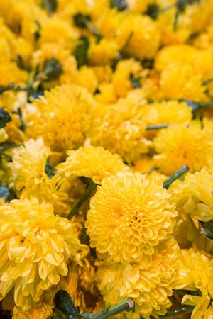 Marigold flowers for sale on the market in Indiaの写真素材
