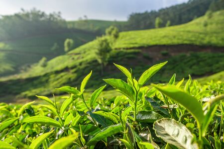 Green tea bud and fresh leaves close up on tea plantations in Munnar, Indiaの写真素材