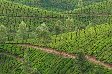 Beautiful fresh green tea plantations landscape in Munnar, Kerala state, India