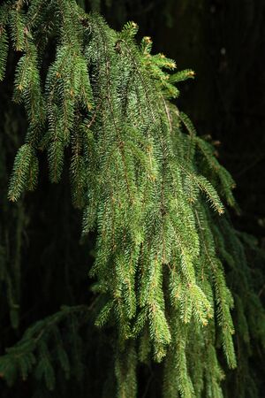 Spruce branches close-up on a black background.の写真素材