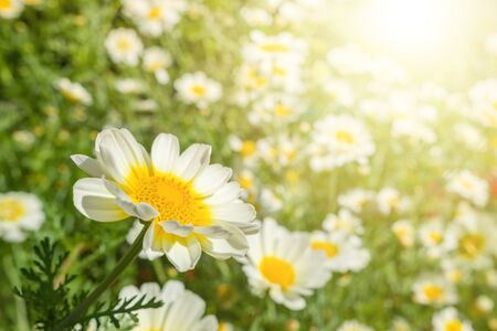 Beautiful sunny chamomile flowers close-upの写真素材