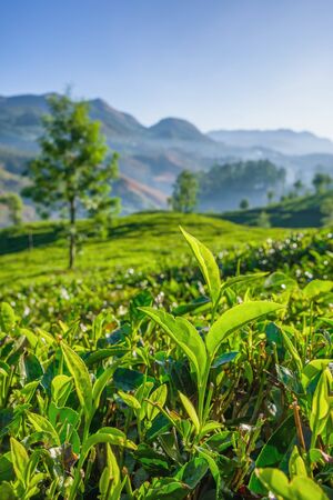 Fresh green tea leaves close up on tea plantations in Munnar, Kerala, India.の写真素材