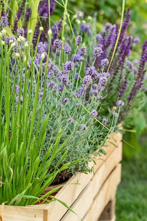 Meadow flowers growing in wooden box in urban gardenの写真素材