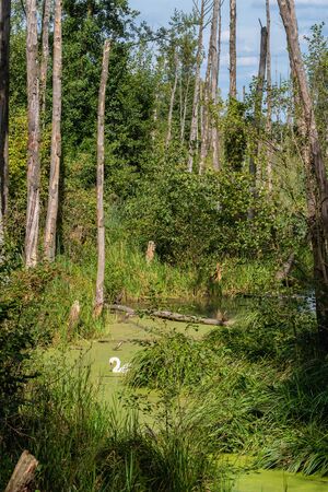 Beautiful forest landscape with white swan on the river in wilderness.の写真素材