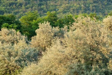 Green trees in the forest close up at summer.の写真素材