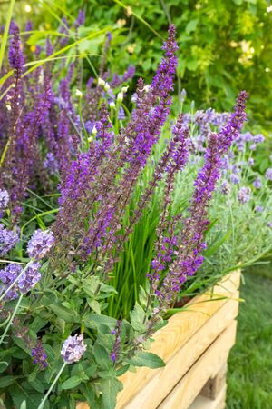 Meadow flowers growing in wooden box in urban gardenの写真素材