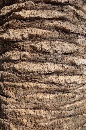 Palm tree bark textureの写真素材