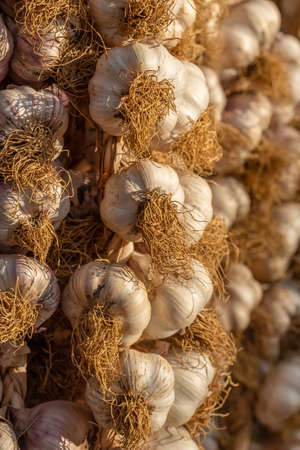 Dry garlic hanging on the farmers vegetable market stall close-upの写真素材