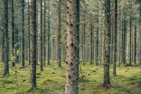Mystical pine and fir trees forest with green moss.の写真素材