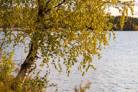 Beautiful autumn birch trees at the lake coast in Finland.の写真素材