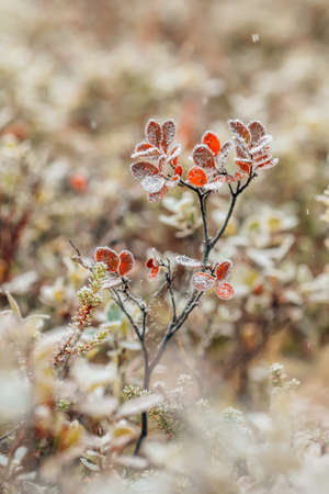 Frozen colorful bush with orange leaves close up