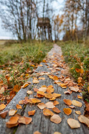 Autumn yellow leaves on wooden background close upの写真素材