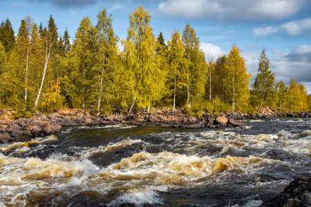 Beautiful autumn landscape with rapid water river and yellow leaves forest