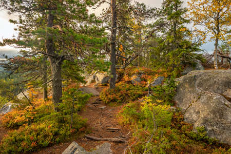 Narrow path through the colorful autumn forest in Finlandの写真素材