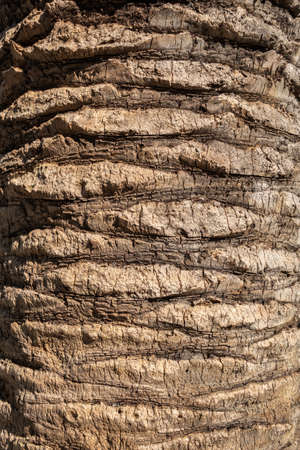 Palm tree bark textureの写真素材