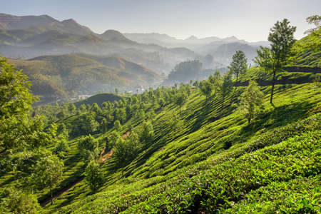Tea plantations in Munnar, Kerala, Indiaの写真素材