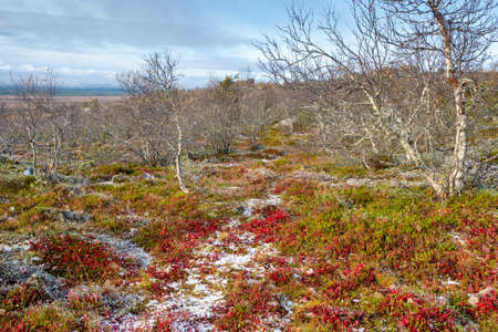 Autumn landscape with frozen colorful plants in taiga covered with first snow