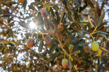 Olives in various stages of ripeningの写真素材