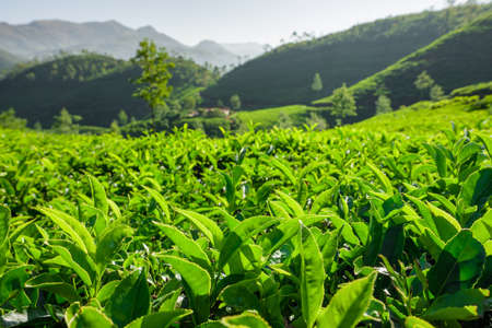 Tea plantations in Munnar, Kerala, Indiaの写真素材
