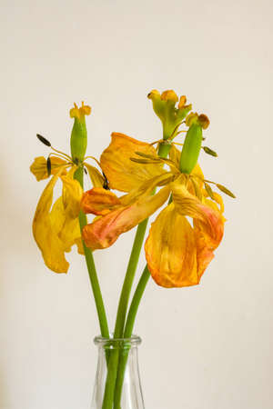 Wilted bouquet of yellow tulips close upの写真素材