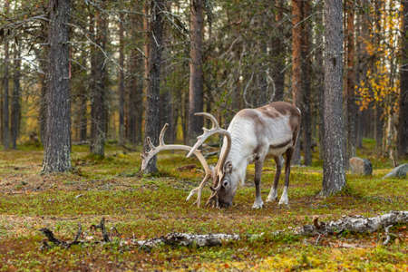 Wild reindeer grazing in pine forest in Lapland, Northern Finland.の写真素材