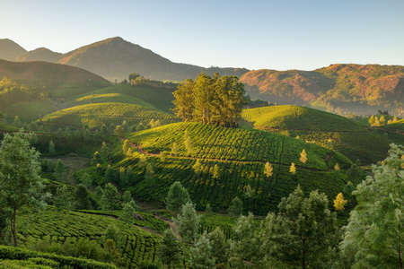 Tea plantations in Munnar, Kerala, Indiaの写真素材