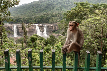 Wild macaque monkey with Athirappilly waterfalls at backgroundの写真素材
