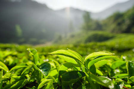 Tea plantations in Munnar, Kerala, Indiaの写真素材