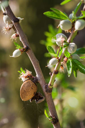 Almond tree branch with old ripe nut and fresh blooming close upの写真素材