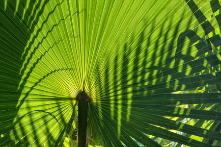 Sunlight on the palm leaf close-up tropical backgroundの写真素材